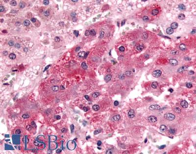 Anti-GPR108 antibody LS-A4946 IHC of human adrenal, medulla. Immunohistochemistry of formalin-fixed, paraffin-embedded tissue after heat-induced antigen retrieval.