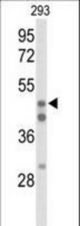 Western blot of HNF4A Antibody in 293 cell line lysates (35 ug/lane). HNF4A (arrow) was detected using the purified antibody.