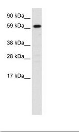 Fetal Liver Lysate