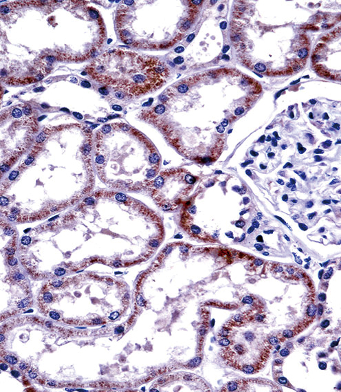 HNF4A Antibody immunohistochemistry of formalin-fixed and paraffin-embedded human kidney tissue followed by peroxidase-conjugated secondary antibody and DAB staining.