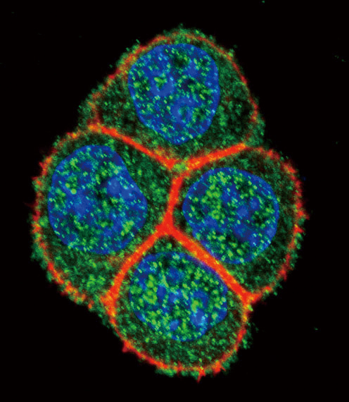 Confocal immunofluorescent of HNF4A Antibody with HeLa cell followed by Alexa Fluor 488-conjugated goat anti-rabbit lgG (green). Actin filaments have been labeled with Alexa Fluor 555 phalloidin (red). DAPI was used to stain the cell nuclear (blue).