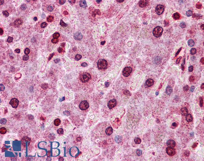 Anti-HNF4A / HNF4 antibody IHC of human liver. Immunohistochemistry of formalin-fixed, paraffin-embedded tissue after heat-induced antigen retrieval. Antibody LS-B4568 concentration 5 ug/ml.