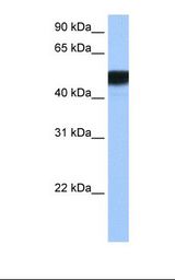 MCF7 cell lysate. Antibody concentration: 0.5 ug/ml. Gel concentration: 12%.