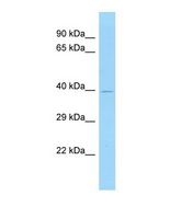 Western blot of Mouse Stomach. Hnf4g antibody dilution 1.0 ug/ml.