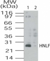 Western blot of HNLF in HL60 cell lysates using antibody at 2 ug/ml. Lane 1: Unabsorbed antibody, Lane 2: Blocked with immunizing peptide.