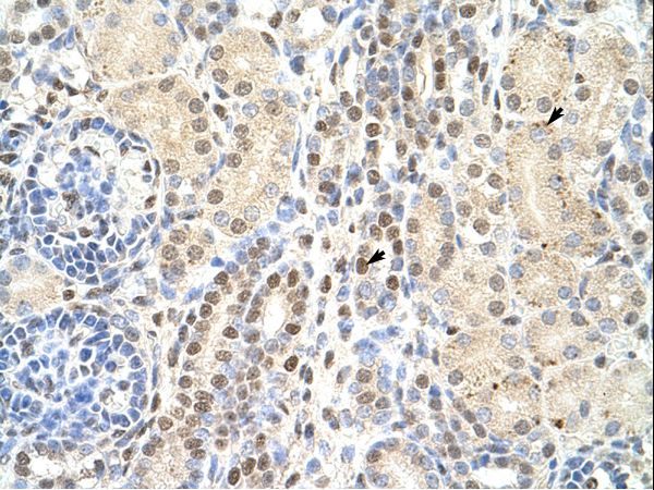 TMED4 antibody LS-C30631 was used in IHC to stain formalin-fixed, paraffin-embedded human kidney.