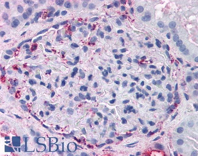 Anti-GPR108 antibody LS-A2135 IHC of human kidney. Immunohistochemistry of formalin-fixed, paraffin-embedded tissue after heat-induced antigen retrieval.