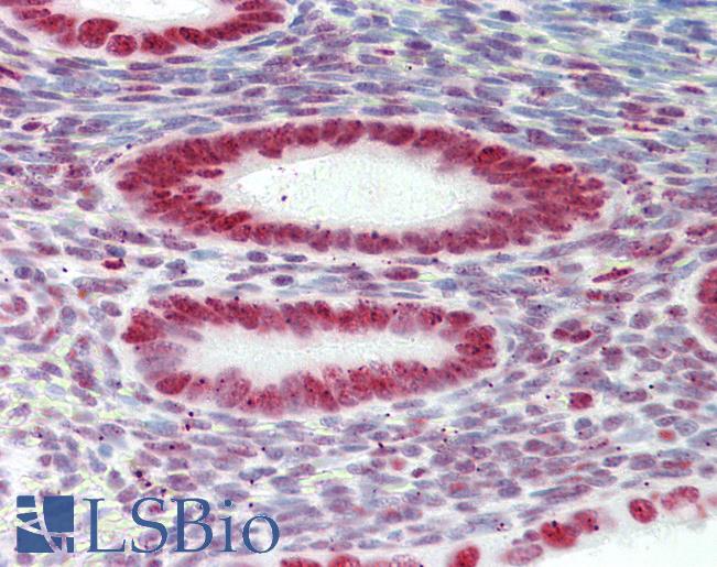 Anti-HNRNPAB antibody IHC staining of human uterus. Immunohistochemistry of formalin-fixed, paraffin-embedded tissue after heat-induced antigen retrieval.