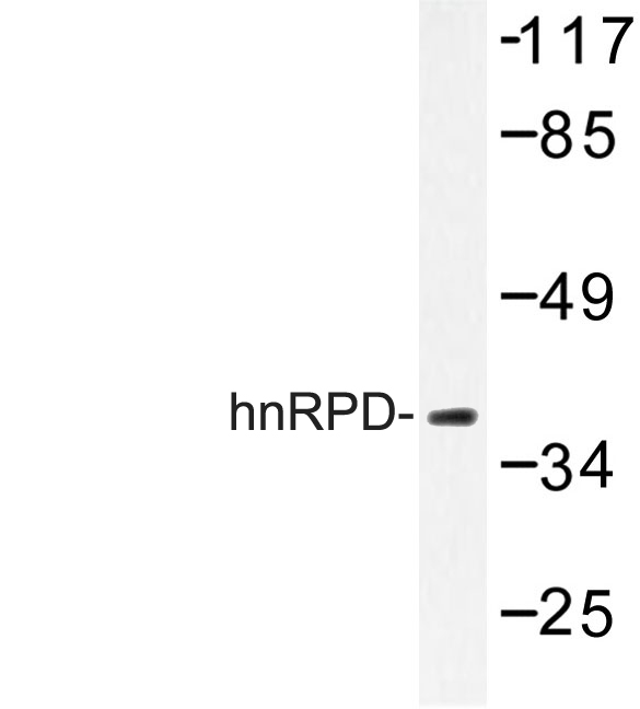 Western blot of hnRPD (H79) pAb in extracts from 293 cells.