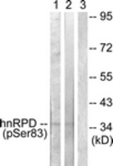 Western blot of extracts from HUVEC and 293 cells, using hnRPD (Phospho-Ser83) Antibody. The lane on the right was incubated with synthetic peptide.