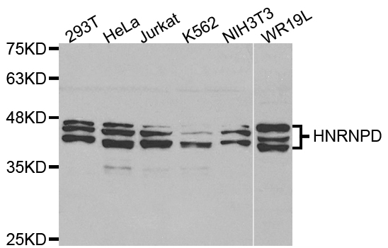 Western blot analysis of extracts of various cell lines, using HNRNPD antibody.
