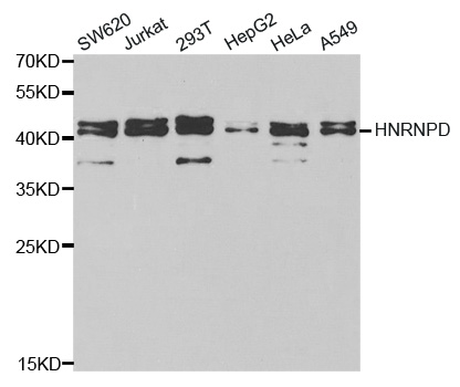 Western blot analysis of extracts of various cell lines, using HNRNPD antibody.