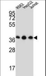 HNRPDL Antibody western blot of K562,HepG2,Jurkat cell line lysates (35 ug/lane). The HNRPDL antibody detected the HNRPDL protein (arrow).