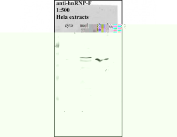 Western blot of HNRNPF antibody LS-C82221.