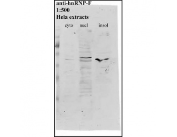 Western blot of HNRNPF antibody LS-C82263.