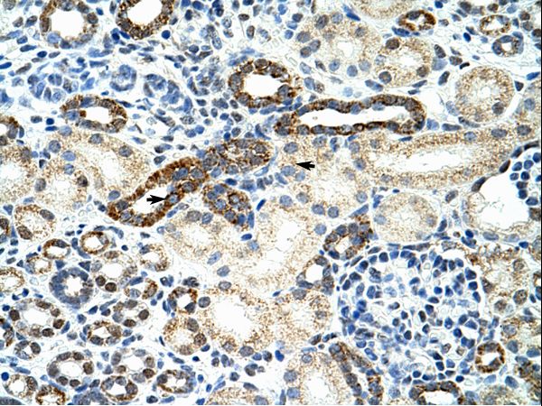 HNRNPF / hnRNP F antibody LS-C30994 was used in IHC to stain formalin-fixed, paraffin-embedded human kidney.