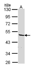 Sample (30 ug of whole cell lysate). A: Hep G2 . 10% SDS PAGE. HNRNPF antibody diluted at 1:1000.