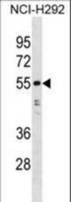 HNRNPH1 Antibody western blot of NCI-H292 cell line lysates (35 ug/lane). The HNRNPH1 antibody detected the HNRNPH1 protein (arrow).