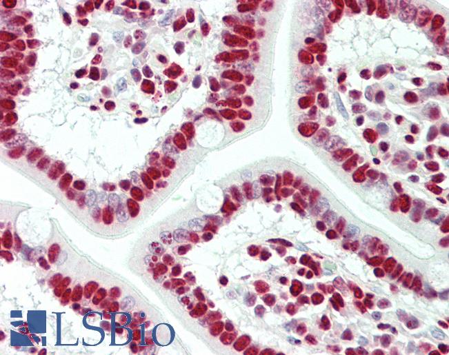 Anti-HNRNPH1 / HnRNP H antibody IHC staining of human small intestine. Immunohistochemistry of formalin-fixed, paraffin-embedded tissue after heat-induced antigen retrieval. Antibody LS-B11300 concentration 5 ug/ml.