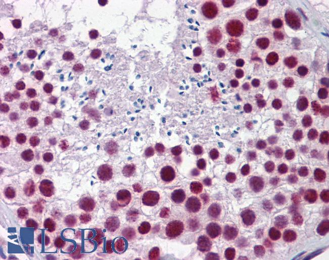 Anti-HNRNPH1 / hnRNP H antibody IHC of human testis. Immunohistochemistry of formalin-fixed, paraffin-embedded tissue after heat-induced antigen retrieval. Antibody LS-B5874 concentration 5 ug/ml.