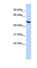 HNRNPH1 / hnRNP H antibody LS-B5874 Western blot of HepG2 cell lysate.