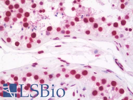Anti-HNRNPH2 / hnRNP H2 antibody IHC staining of human testis. Immunohistochemistry of formalin-fixed, paraffin-embedded tissue after heat-induced antigen retrieval. Antibody LS-B10978 dilution 1:100.