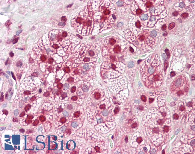 Anti-HnRNP K antibody IHC of human adrenal. Immunohistochemistry of formalin-fixed, paraffin-embedded tissue after heat-induced antigen retrieval. Antibody LS-B7996 dilution 5-10 ug/ml.