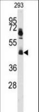 Western blot of anti-HNRPK Antibody in 293 cell line lysates (35 ug/lane). HNRPK(arrow) was detected using the purified antibody.