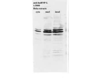 Western blot of HNRNPL antibody LS-C82225.