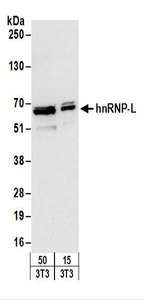 Detection of Mouse hnRNP-L by Western Blot. Samples: Whole cell lysate (15 and 50 ug) from mouse NIH3T3 cells. Antibodies: Affinity purified rabbit anti-hnRNP-L antibody used for WB at 0.4 ug/ml. Detection: Chemiluminescence with an exposure time of 10 seconds.