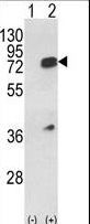 Western blot of HNRPL (arrow) using rabbit polyclonal HNRPL Antibody. 293 cell lysates (2 ug/lane) either nontransfected (Lane 1) or transiently transfected with the HNRPL gene (Lane 2).