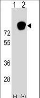Western blot of HNRNPR (arrow) using rabbit polyclonal HNRNPR Antibody. 293 cell lysates (2 ug/lane) either nontransfected (Lane 1) or transiently transfected (Lane 2) with the HNRNPR gene.