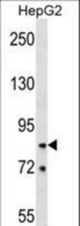 HNRNPR Antibody western blot of HepG2 cell line lysates (35 ug/lane). The HNRNPR antibody detected the HNRNPR protein (arrow).