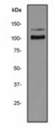 Western blot analysis on HeLa cell lysate using anti- HNRPUL1 antibody (LS-C105323), dilution 1:50000.
