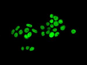 Immunofluorescent staining of MCF-7 cells using anti-HNRNPUL1 / HNRPUL1 antibody.