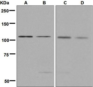 Western blot analysis on (A) Jurkat, (B) HeLa, (C) MCF-7, and (D) Raji cell lysates using anti-HNRNPUL1 / HNRPUL1 antibody.