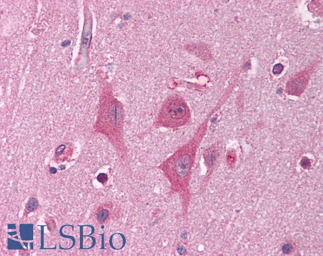 Anti-HNRNPUL1 / HNRPUL1 antibody IHC of human brain, cortex. Immunohistochemistry of formalin-fixed, paraffin-embedded tissue after heat-induced antigen retrieval. Antibody LS-B1537 concentration 5 ug/ml.