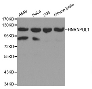 Western blot analysis of extracts of various cell lines, using HNRNPUL1 antibody. .