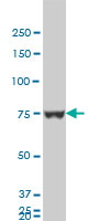 HNRPM monoclonal antibody clone 3F7 Western blot of HNRPM expression in HepG2.