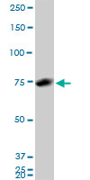 HNRPM monoclonal antibody clone 3F7. Western blot of HNRPM expression in NIH/3T3.