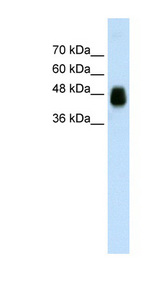 HOMER1 / Homer antibody LS-B1538 Western blot of Transfected 293T cell lysate.