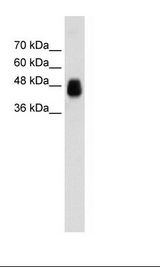 Transfected 293T Cell Lysate