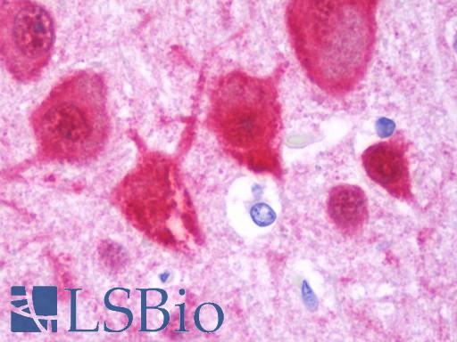 Anti-HOMER1 / Homer 1 antibody IHC staining of human brain, cortex. Immunohistochemistry of formalin-fixed, paraffin-embedded tissue after heat-induced antigen retrieval. Antibody LS-B10761 concentration 7.5 ug/ml.