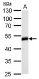 Homer antibody detects HOMER1 protein by Western blot analysis. A. 50 ug rat brain lysate/extract. 10 % SDS-PAGE. Homer antibody dilution:1:500