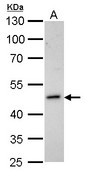 Homer antibody detects HOMER1 protein by Western blot analysis. A. 30 ug IMR32 whole cell lysate/extract. 10 % SDS-PAGE. Homer antibody dilution:1:1000