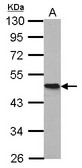 Sample (20 ug of whole cell lysate). A: mouse brain. 10% SDS PAGE. HOMER antibody diluted at 1:20000.