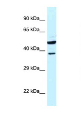 HOMER3 antibody western blot of Human fetal liver lysate. Antibody concentration 1 ug/ml.