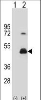 Western blot of HOMER3 (arrow) using rabbit polyclonal HOMER3 Antibody. 293 cell lysates (2 ug/lane) either nontransfected (Lane 1) or transiently transfected (Lane 2) with the HOMER3 gene.