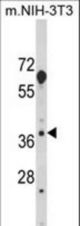 Western blot of HOMER3 Antibody in mouse NIH-3T3 cell line lysates (35 ug/lane). HOMER3 (arrow) was detected using the purified antibody.