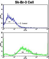 Flow cytometric of SK-Br-3 cells using HOMER3 Antibody (bottom histogram) compared to a negative control cell (top histogram). FITC-conjugated goat-anti-rabbit secondary antibodies were used for the analysis.